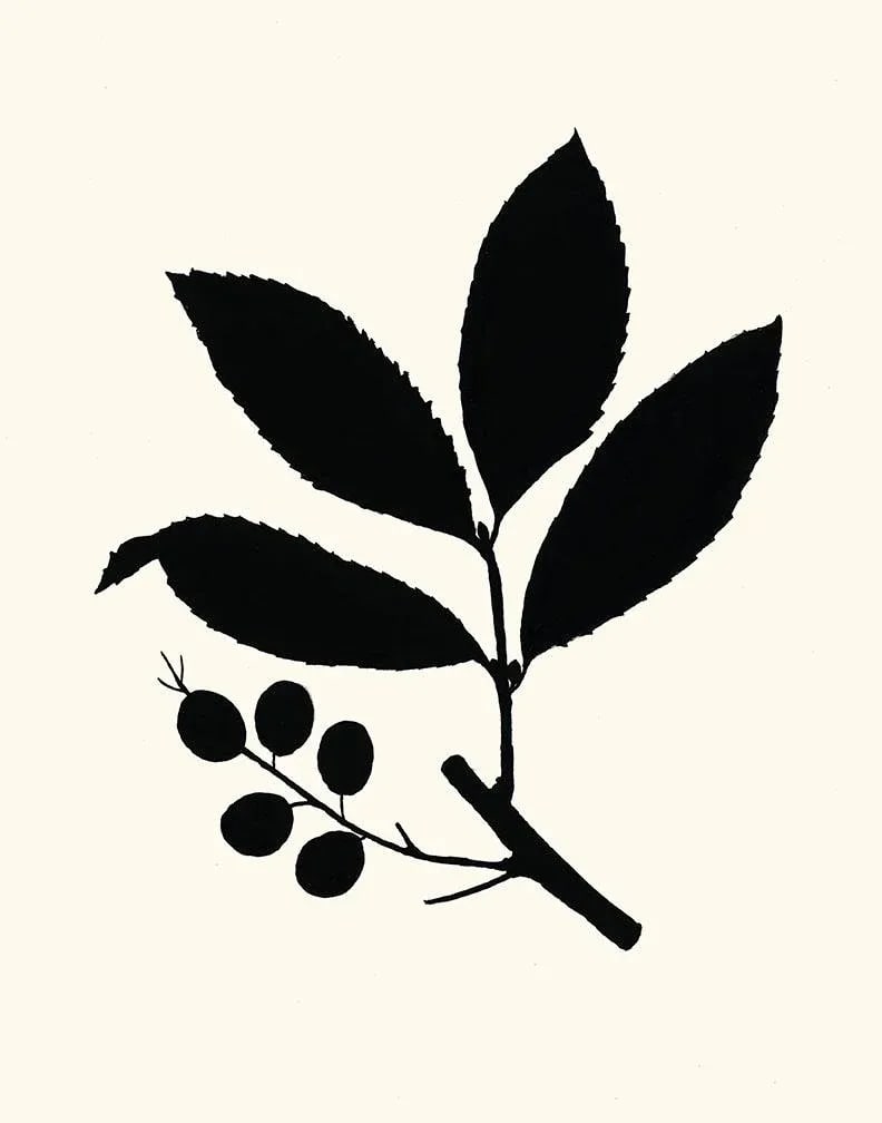 Cherry Laurel, Giclee Print by Philippa Katz: 'Cherry Laurel', 2022. A fine art giclee printed with archival inks on artists' paper, from an original india ink drawing by Philippa Katz, 2022. There are 10 different botanical plants in the series 