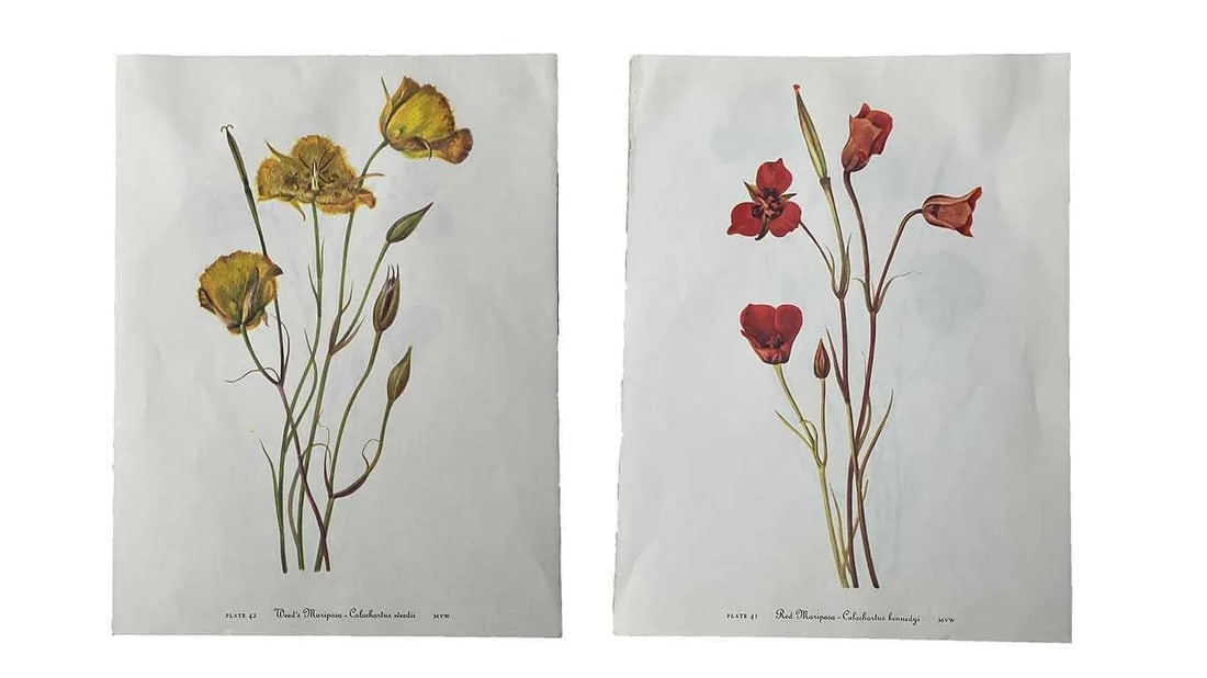 Yellow and Red Mariposa Botanical Double Sided Print Suitable for Framing: Double side botanical print suitable for framing. Yellow and Red Mariposa, Appears to be from a book. Plate No. 41 / 42. Condition: Alterations: Original Condition Unaltered Imperfections: Some Imperf