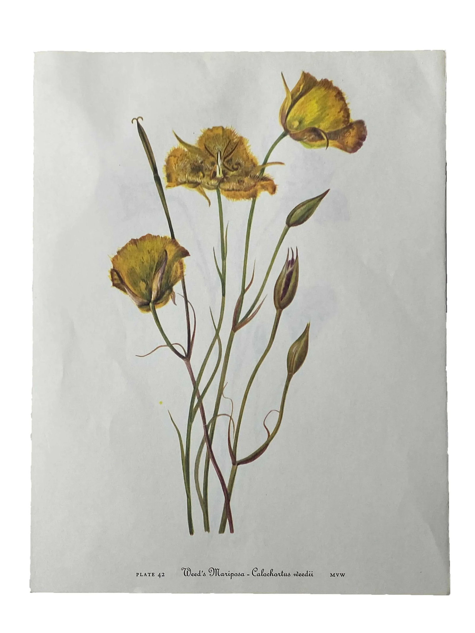 Yellow and Red Mariposa Botanical Double Sided Print Suitable for Framing - 2