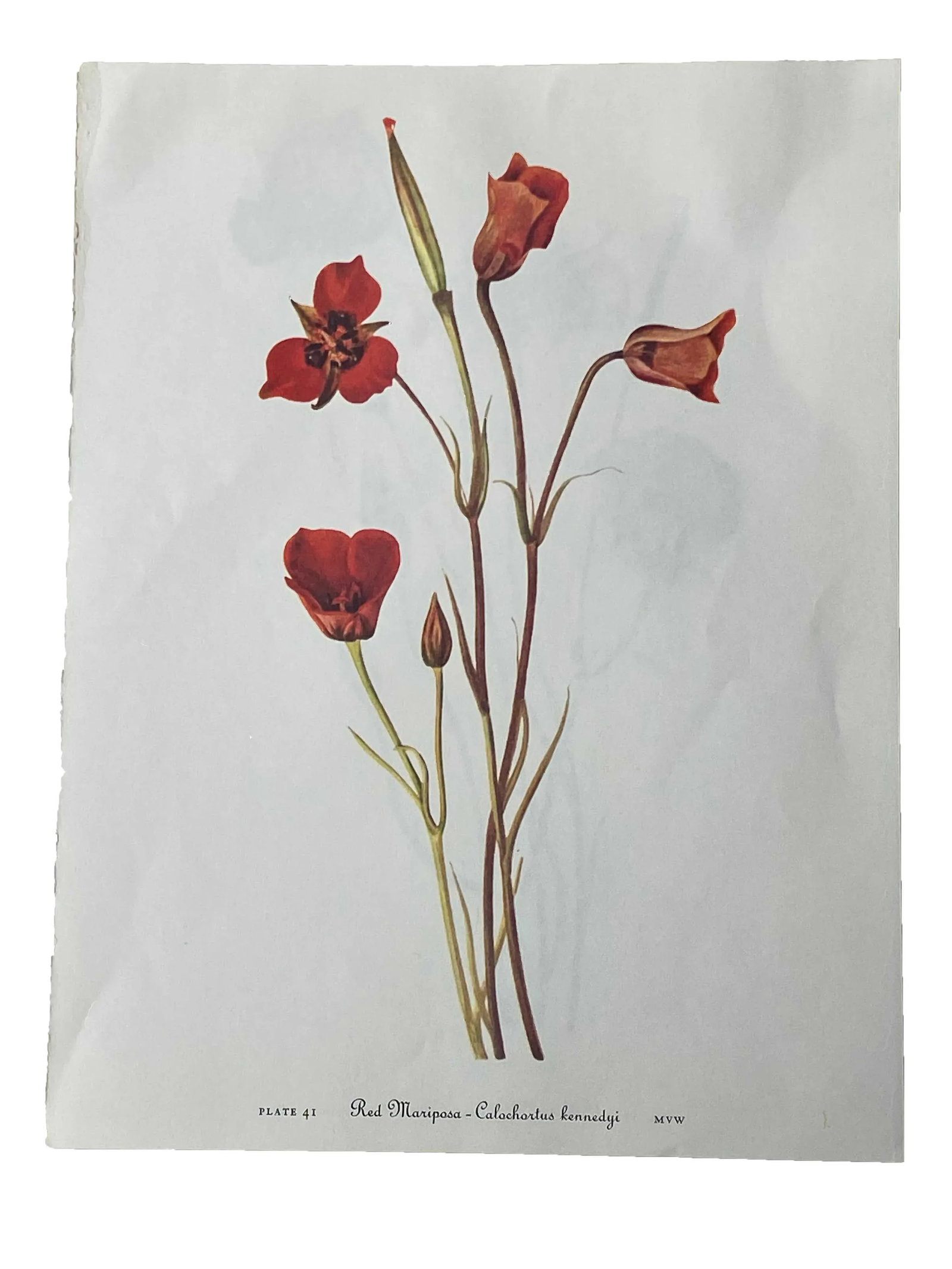 Yellow and Red Mariposa Botanical Double Sided Print Suitable for Framing - 3