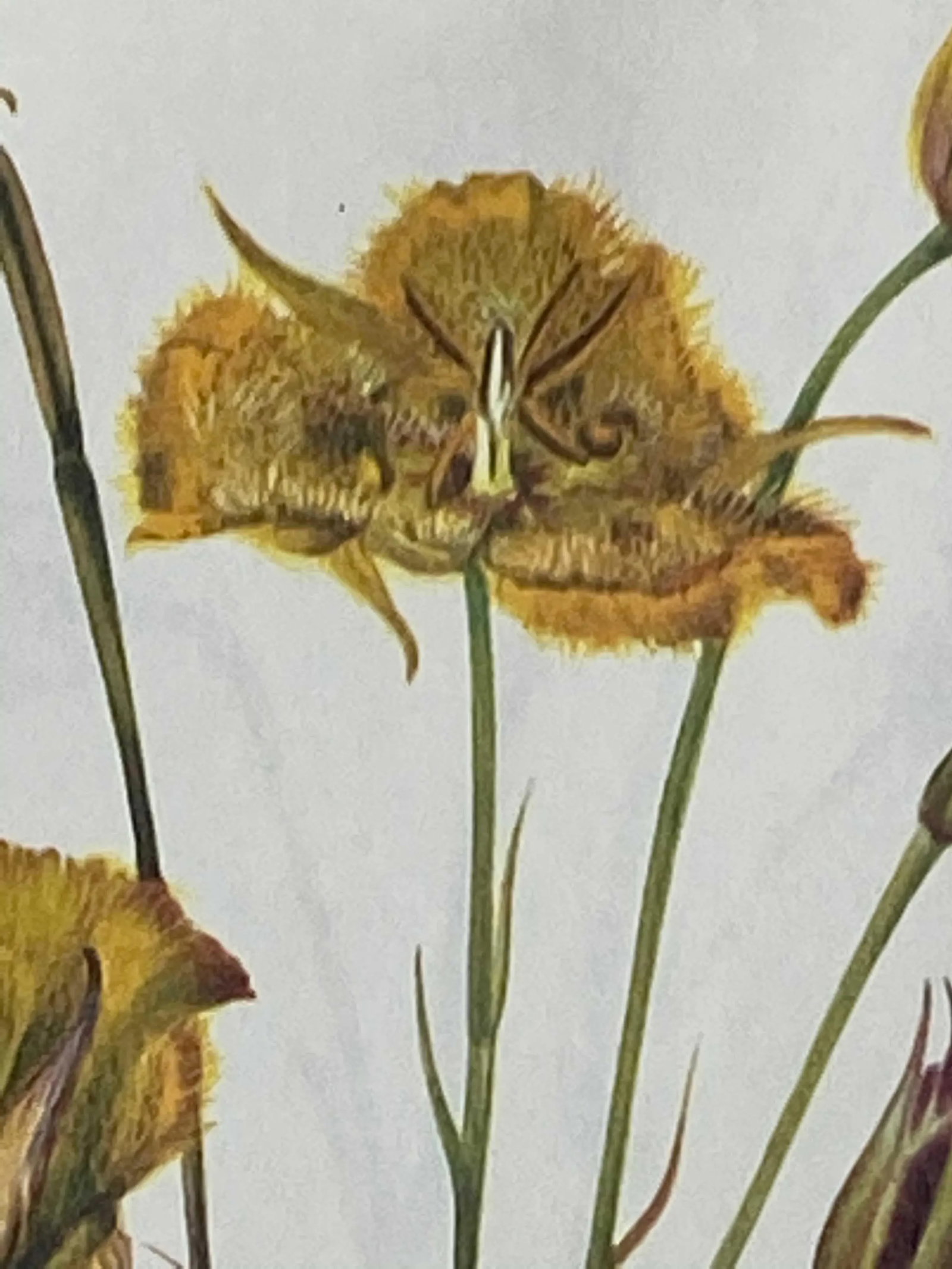 Yellow and Red Mariposa Botanical Double Sided Print Suitable for Framing - 4