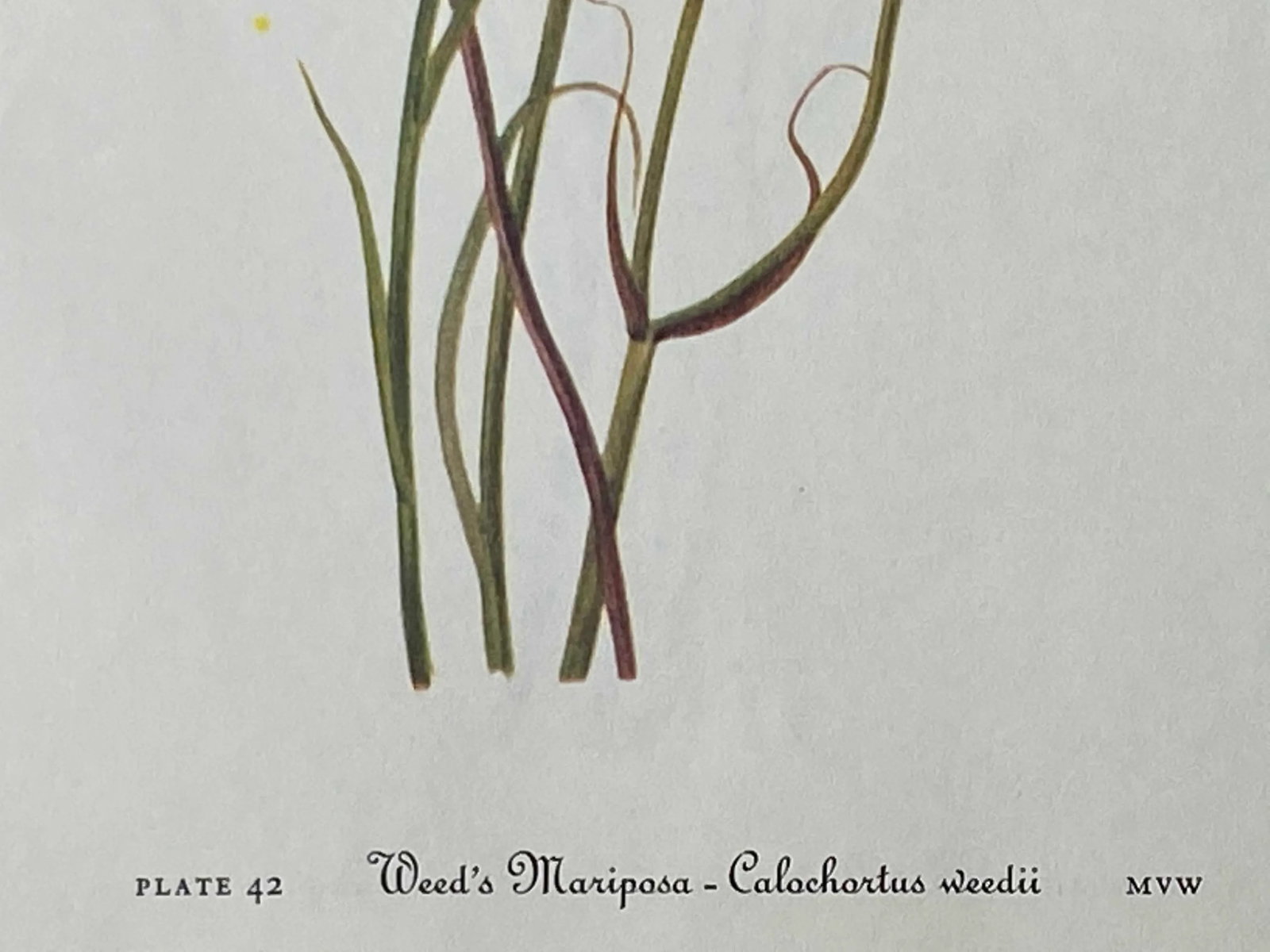 Yellow and Red Mariposa Botanical Double Sided Print Suitable for Framing - 5