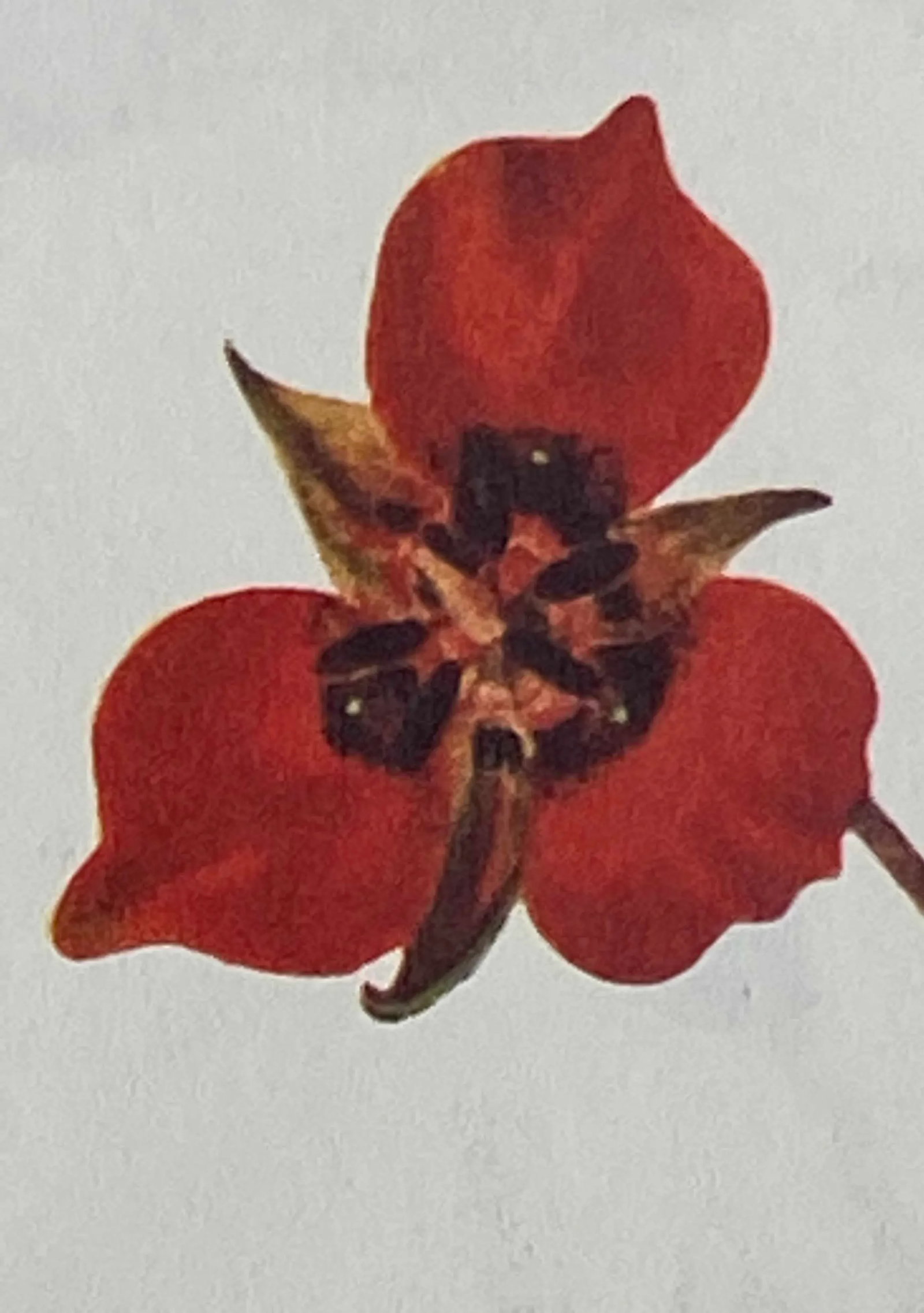Yellow and Red Mariposa Botanical Double Sided Print Suitable for Framing - 6