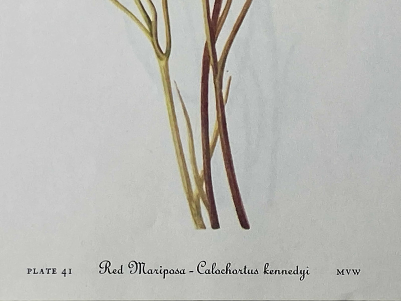 Yellow and Red Mariposa Botanical Double Sided Print Suitable for Framing - 7