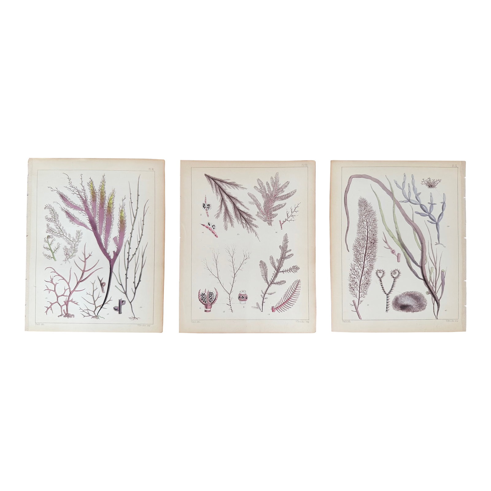 Set of 3 Antique Original Seaweed Prints c.1851, Landsborough, David: An exquisite trio of antique original seaweed prints c. 1851. Landsborough, David, includes (1) Callithaminon, Ceramnion, Ptilota 07, (2) Bostrychia, Gigartina, Rhodymenia, Graciaria 11, and (3)