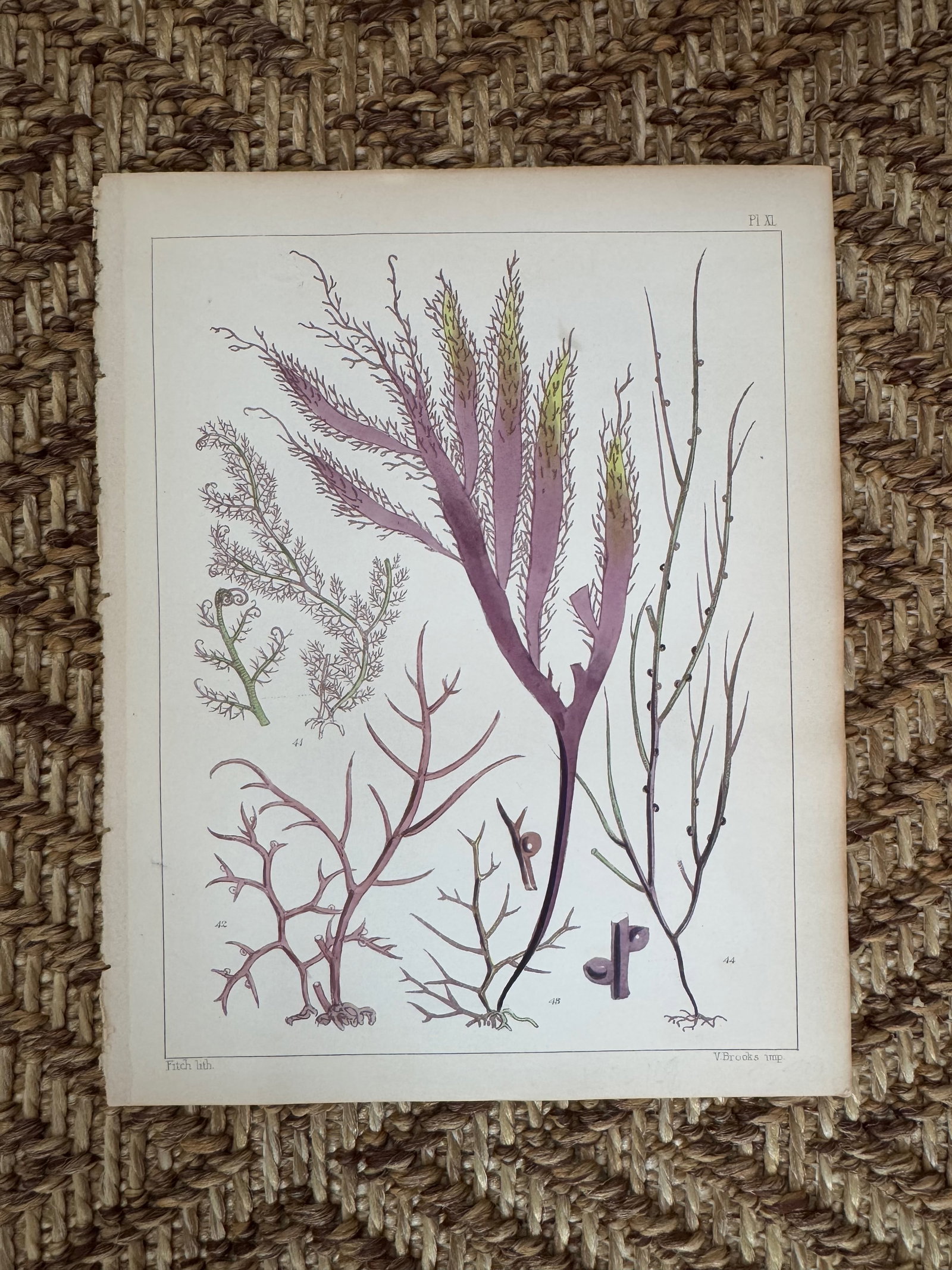 Set of 3 Antique Original Seaweed Prints c.1851, Landsborough, David - 2