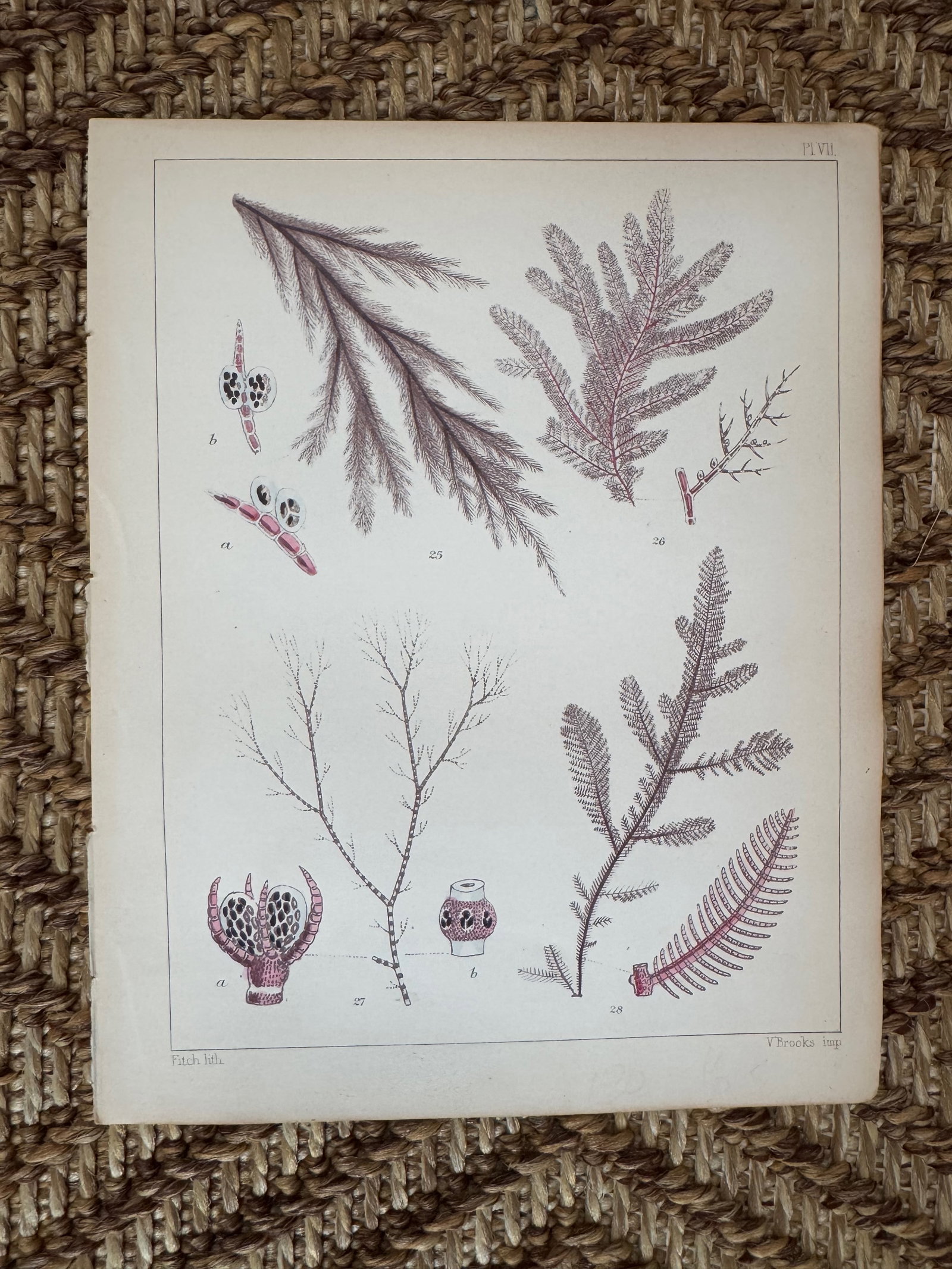 Set of 3 Antique Original Seaweed Prints c.1851, Landsborough, David - 3