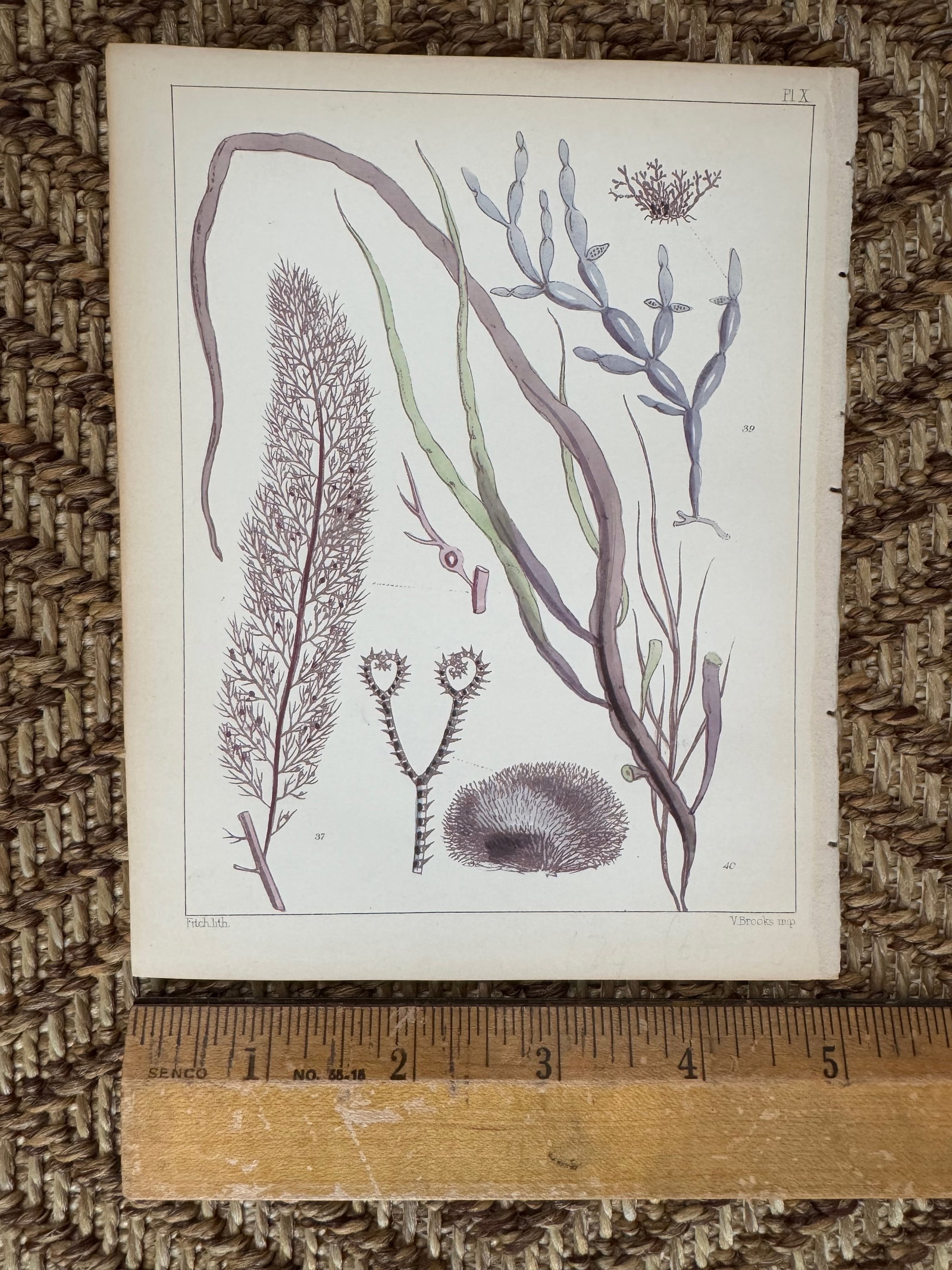 Set of 3 Antique Original Seaweed Prints c.1851, Landsborough, David - 4