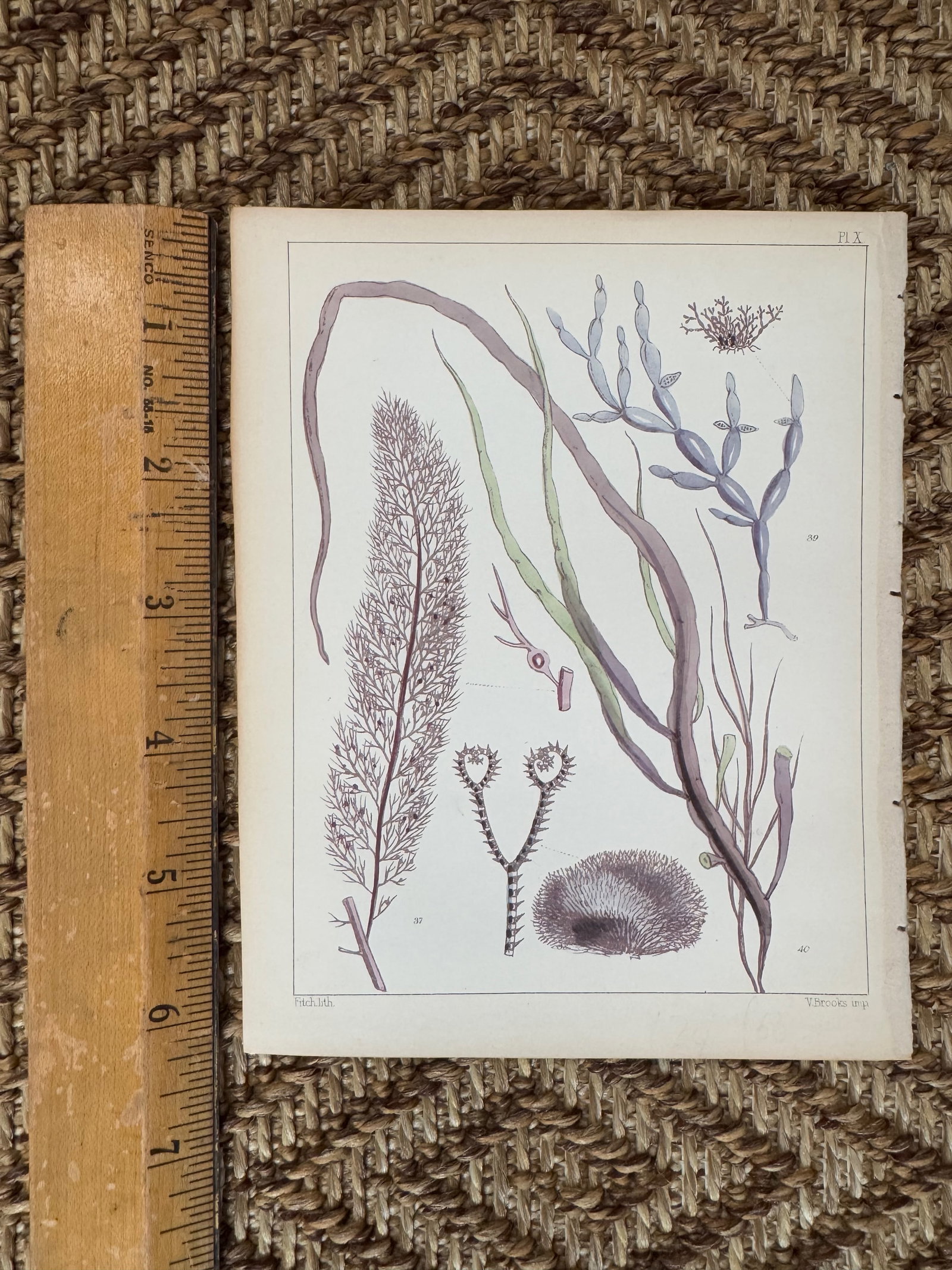 Set of 3 Antique Original Seaweed Prints c.1851, Landsborough, David - 5