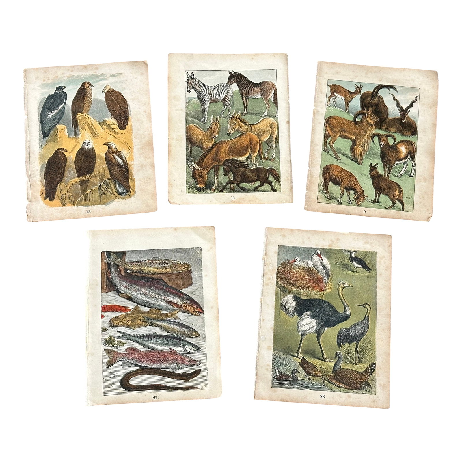 Antique 19th Century Engraved Natural History Animal Art Prints Set of 5: Removed from a damaged circa 1875 edition of Buffon's Natural History, this set of five small animal and bird art prints are ready for you to frame and hang as wall decor in your home. The vintage