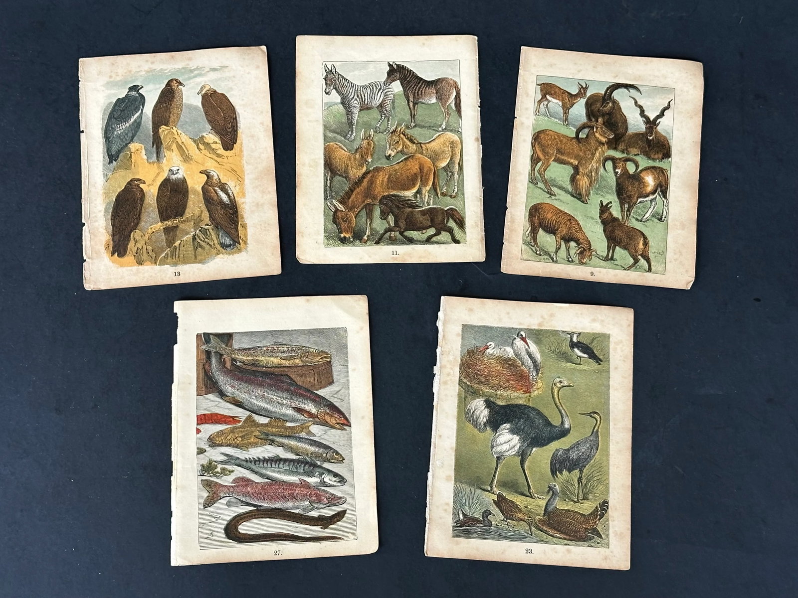 Antique 19th Century Engraved Natural History Animal Art Prints Set of 5 - 2