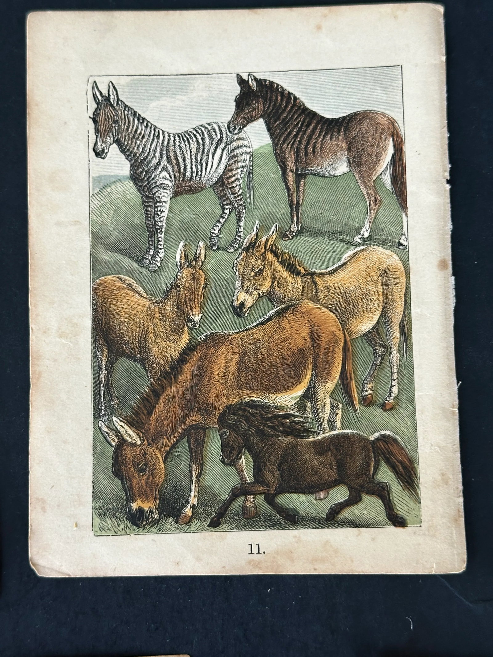 Antique 19th Century Engraved Natural History Animal Art Prints Set of 5 - 3