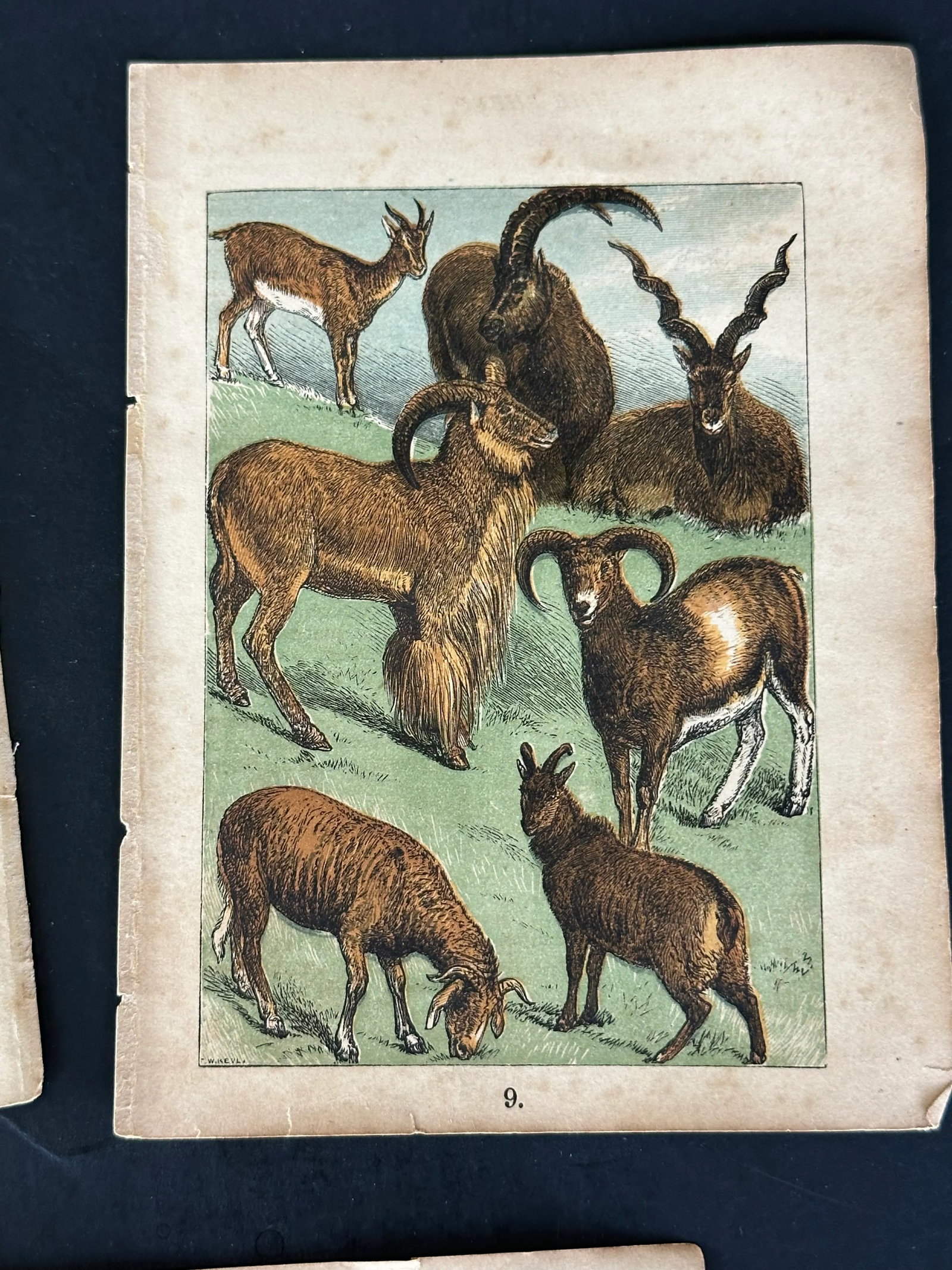 Antique 19th Century Engraved Natural History Animal Art Prints Set of 5 - 4