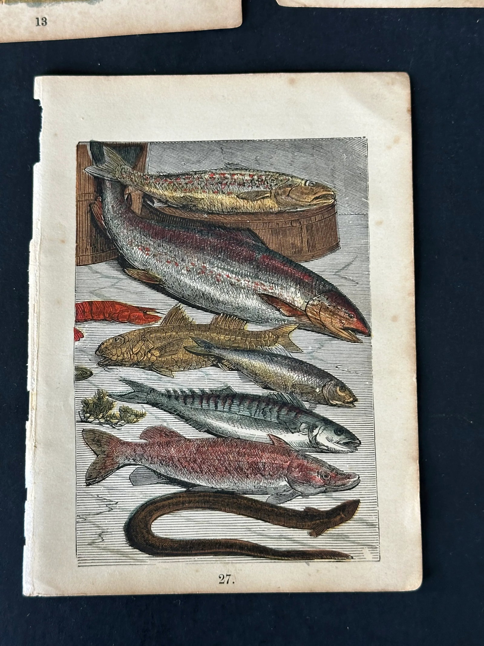 Antique 19th Century Engraved Natural History Animal Art Prints Set of 5 - 5
