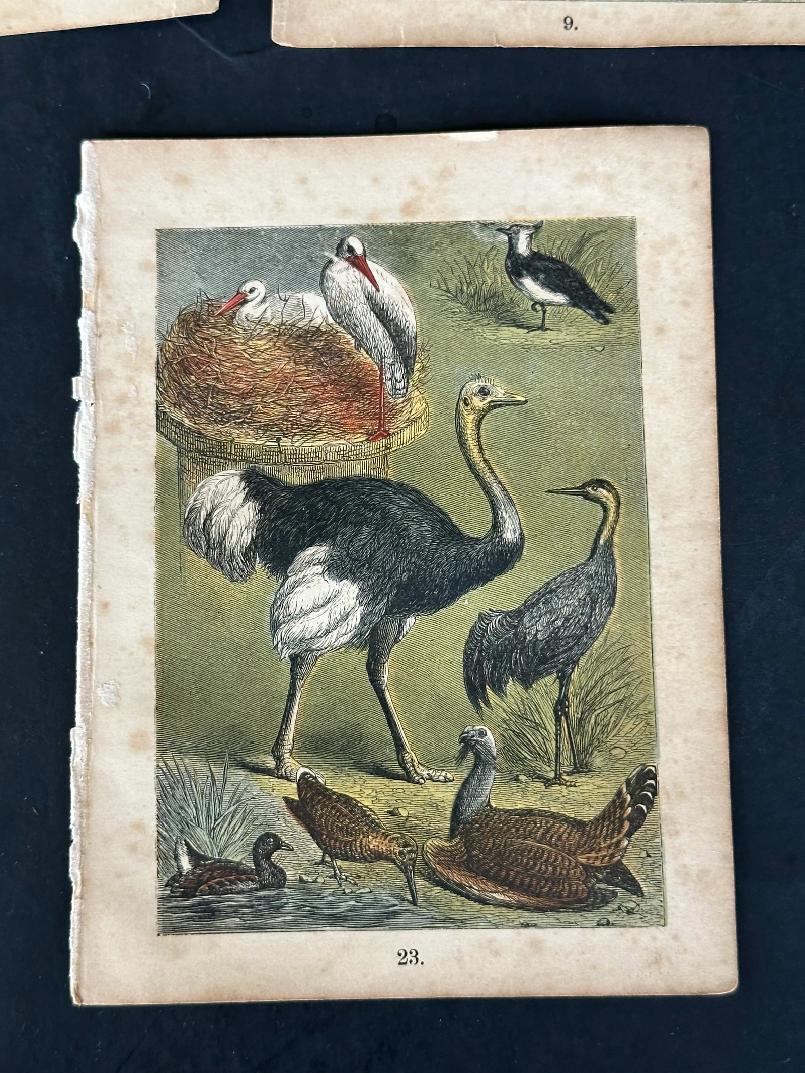 Antique 19th Century Engraved Natural History Animal Art Prints Set of 5 - 6
