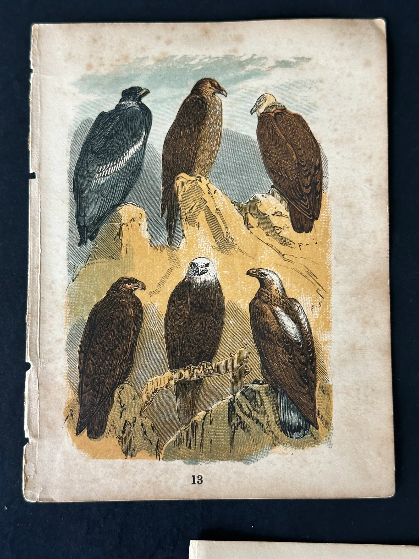 Antique 19th Century Engraved Natural History Animal Art Prints Set of 5 - 7