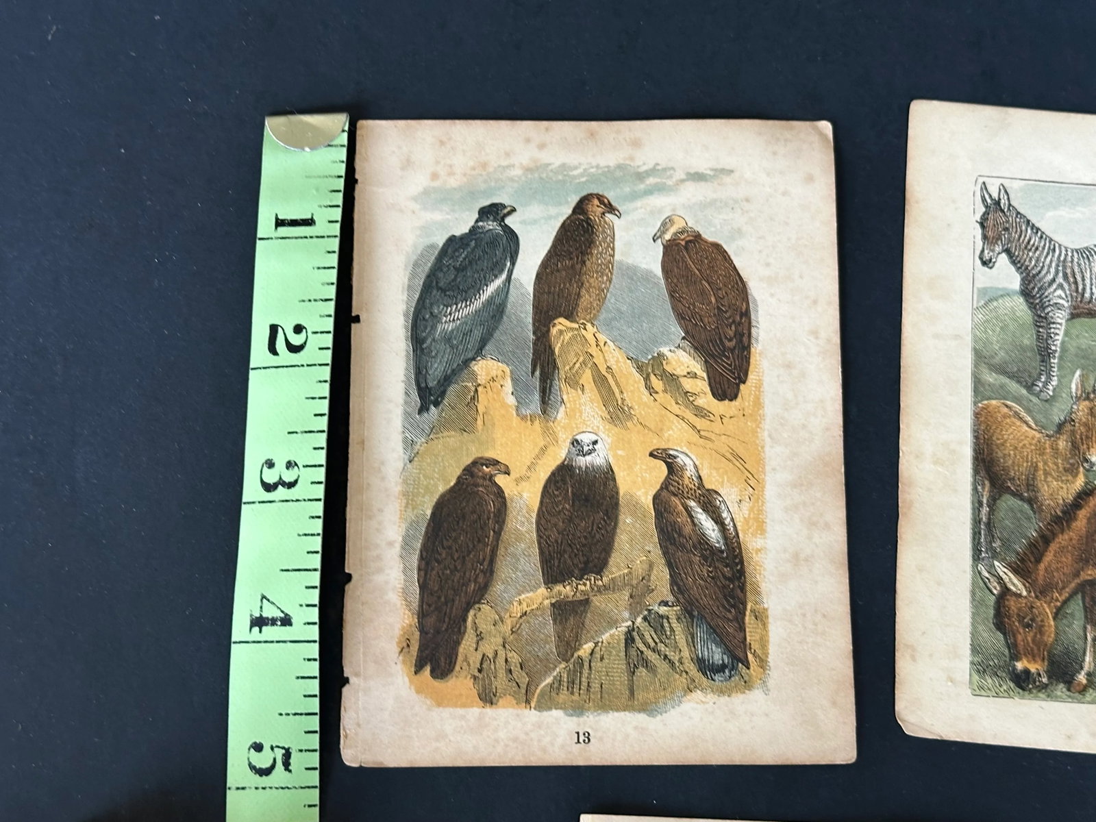 Antique 19th Century Engraved Natural History Animal Art Prints Set of 5 - 9