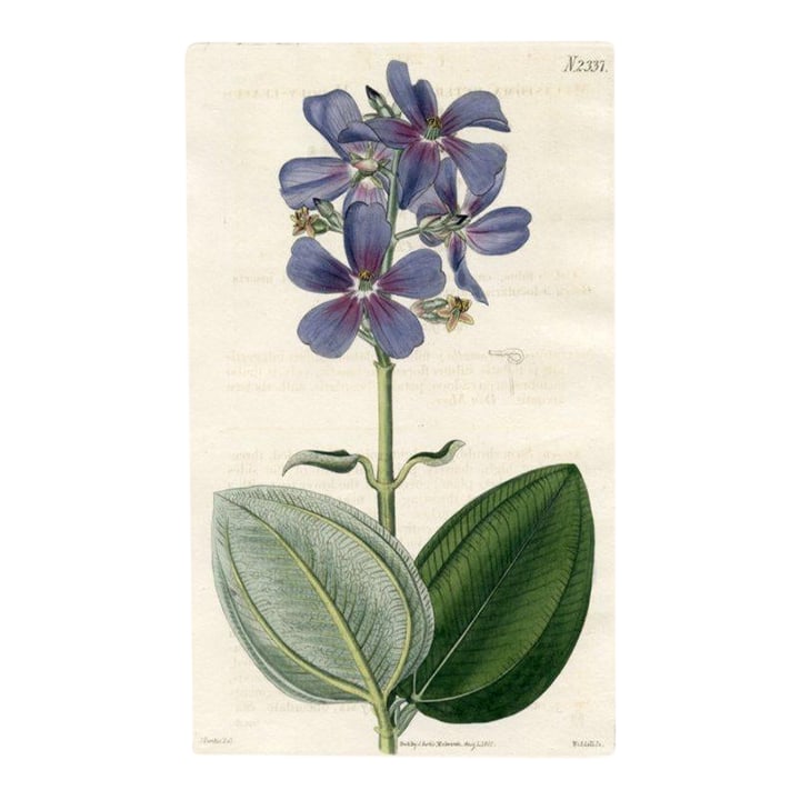 1822, Princess Flower Botanical Print, Curtis's Botanical Magazine, Original Antique Botanical Print: Original early-1800s hand-colored botanical print published in "Curtis's Botanical Magazine", the oldest and longest published of the British botanical journals. Shown is the Silverleafed Princess