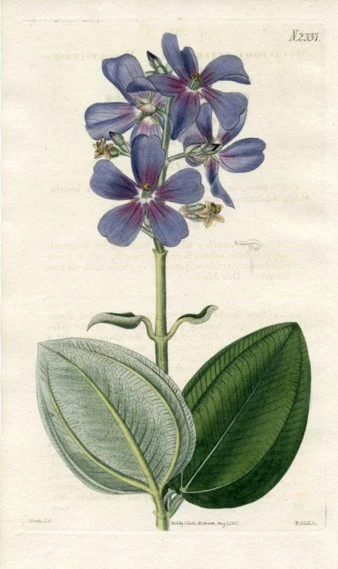 1822, Princess Flower Botanical Print, Curtis's Botanical Magazine, Original Antique Botanical Print - 2