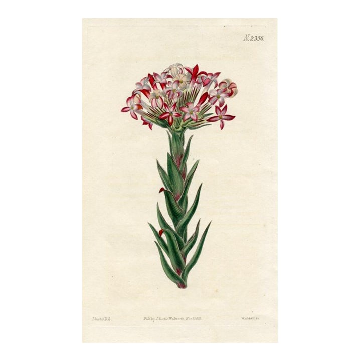 1822, Red Crassula Botanical Print, Curtis's Botanical Magazine, Original Antique Botanical Print, E: Original early-1800s hand-colored botanical print published in "Curtis's Botanical Magazine", the oldest and longest published of the British botanical journals. Shown is the Red Crassula. Year: 1822