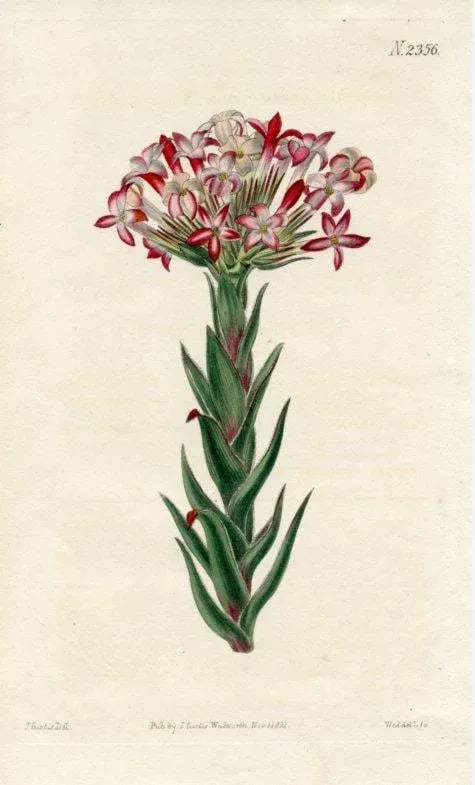 1822, Red Crassula Botanical Print, Curtis's Botanical Magazine, Original Antique Botanical Print, E - 2