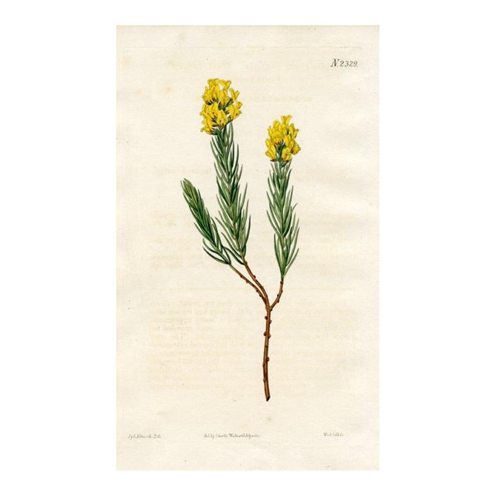 1822, Honeybush Botanical Print, Curtis's Botanical Magazine, Original Antique Botanical Print, Engr: Original early-1800s hand-colored botanical print published in "Curtis's Botanical Magazine", the oldest and longest published of the British botanical journals. Shown is the Oval-spiked Honeybush.