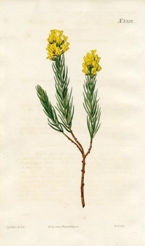 1822, Honeybush Botanical Print, Curtis's Botanical Magazine, Original Antique Botanical Print, Engr - 2