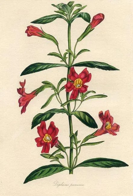1839, Monkeyflower Botanical Print From Joseph Paxton, Original Antique Botanical Print, Lithograph, - 2