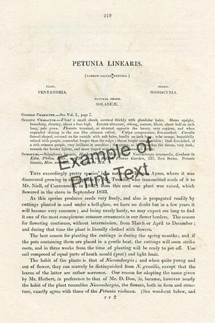 1839, Monkeyflower Botanical Print From Joseph Paxton, Original Antique Botanical Print, Lithograph, - 3