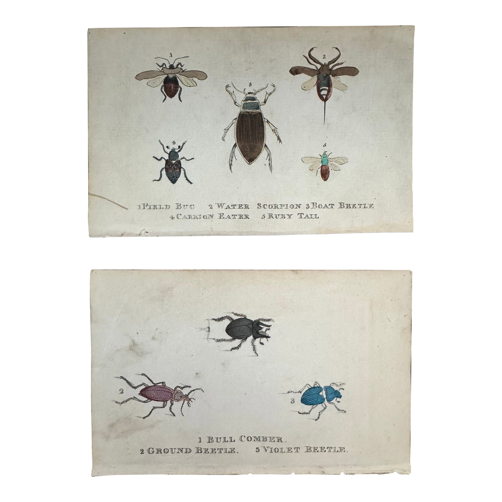 Set of 2 Antique Hand Colored Beetle Prints C. 1804, William Holloway (1 of 3)