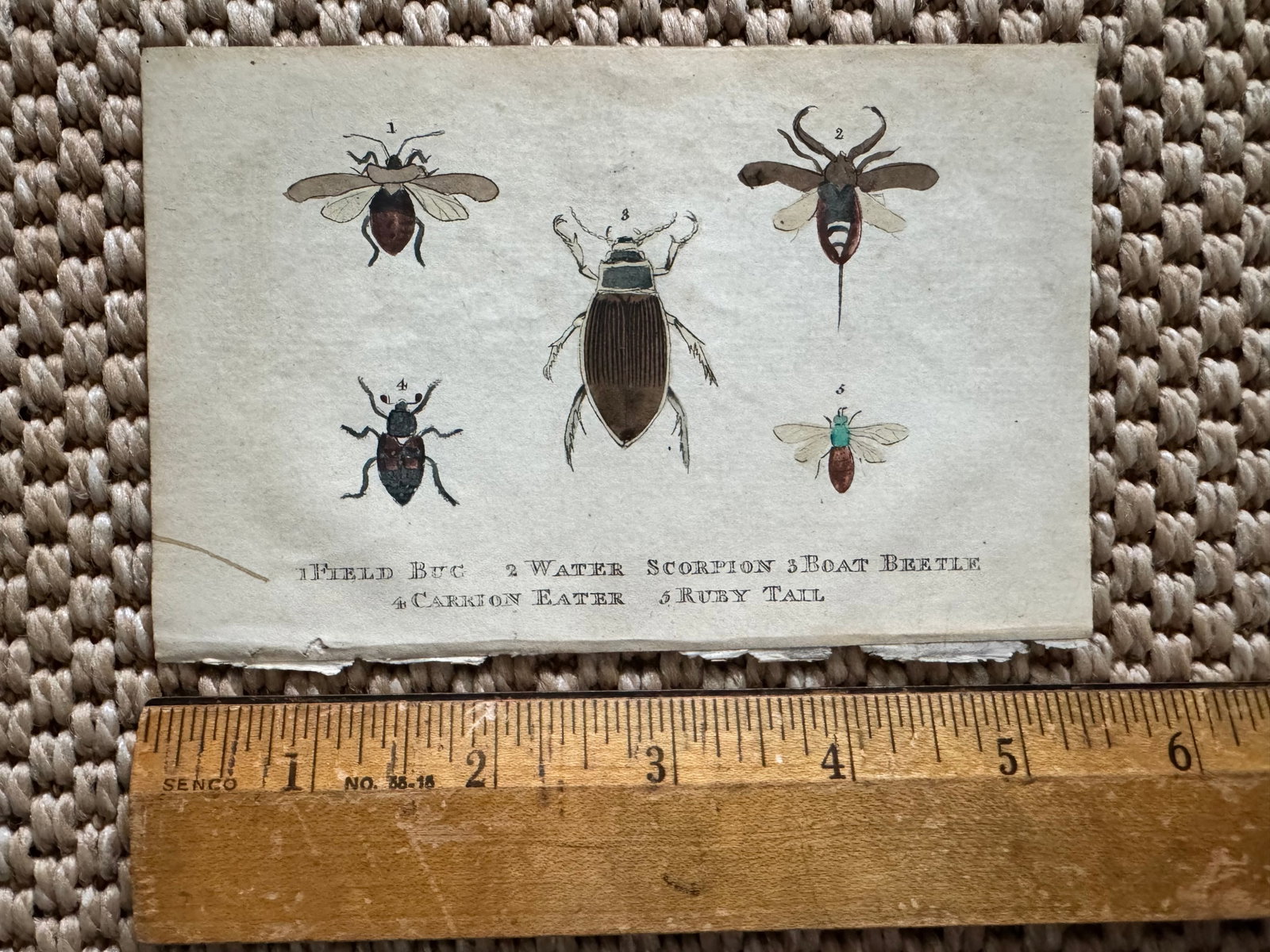 Set of 2 Antique Hand Colored Beetle Prints C. 1804, William Holloway - 2