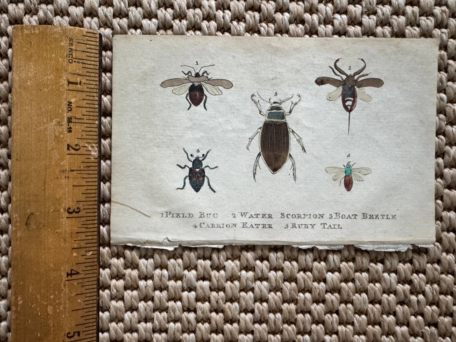 Set of 2 Antique Hand Colored Beetle Prints C. 1804, William Holloway - 3