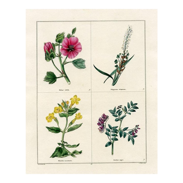 1829, Monkey-Flower Botanical Print, the Botanic Garden, Original Antique Botanical Print, Engraving: Original early-1800s hand colored antique botanical print that appeared in "The Botanic Garden" published by the British botanist Benjamin Maund from 1825 to 1851. Each engraving consists of 4 panels