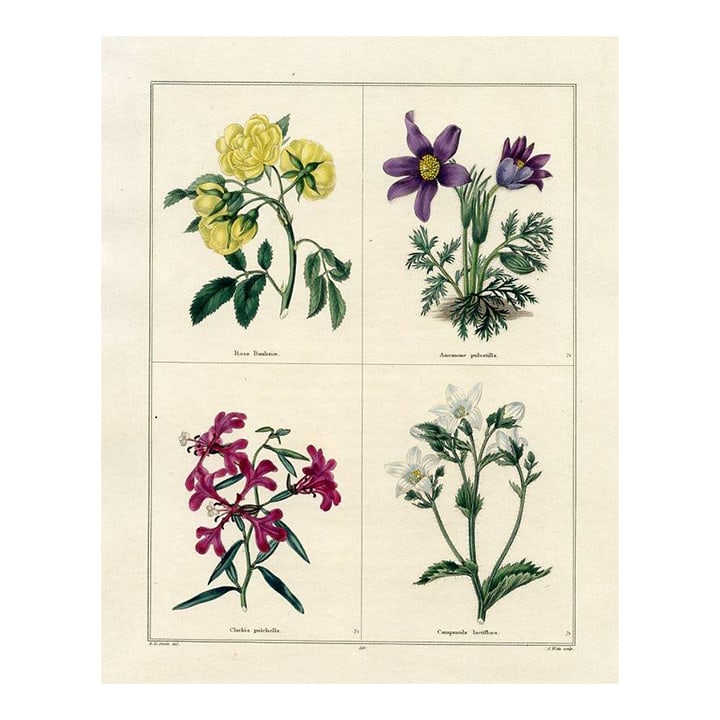 1829, Rose Botanical Print, the Botanic Garden, Original Antique Botanical Print, Engraving, Hand Co: Original early-1800s hand colored antique botanical print that appeared in "The Botanic Garden" published by the British botanist Benjamin Maund from 1825 to 1851. Each engraving consists of 4 panels
