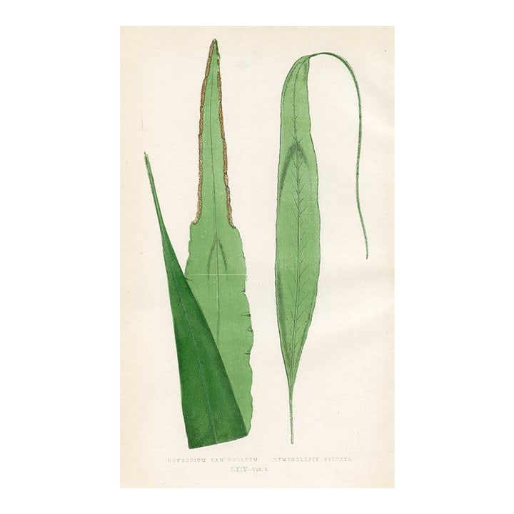 1870s, Lanced-Shaped Nevrodium Fern Print, Original Antique Fern Print, Color Engraving, England: Original antique Fern print from a late-1800s folio of Ferns native to England and other countries. Shown on this engraving is the Lance-shaped Nevrodium Fern. Year: 1870s Country: England Type of