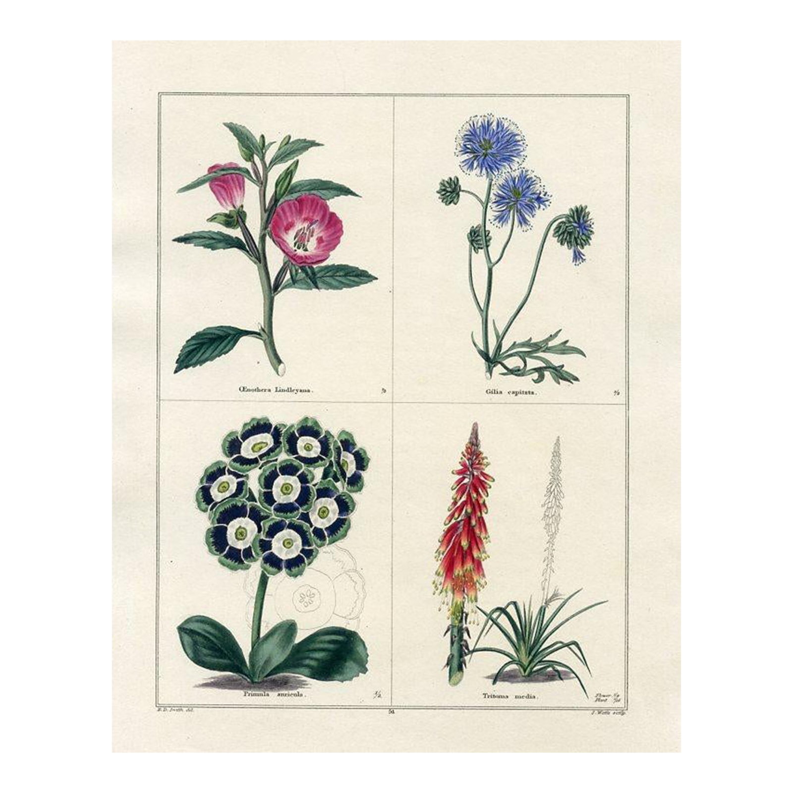 1829, Primrose Botanical Print, the Botanic Garden, Original Antique Botanical Print, Engraving, Han: Original early-1800s hand colored antique botanical print that appeared in "The Botanic Garden" published by the British botanist Benjamin Maund from 1825 to 1851. Each engraving consists of 4 panels