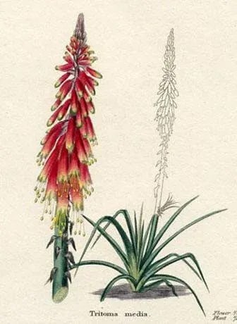1829, Primrose Botanical Print, the Botanic Garden, Original Antique Botanical Print, Engraving, Han - 2