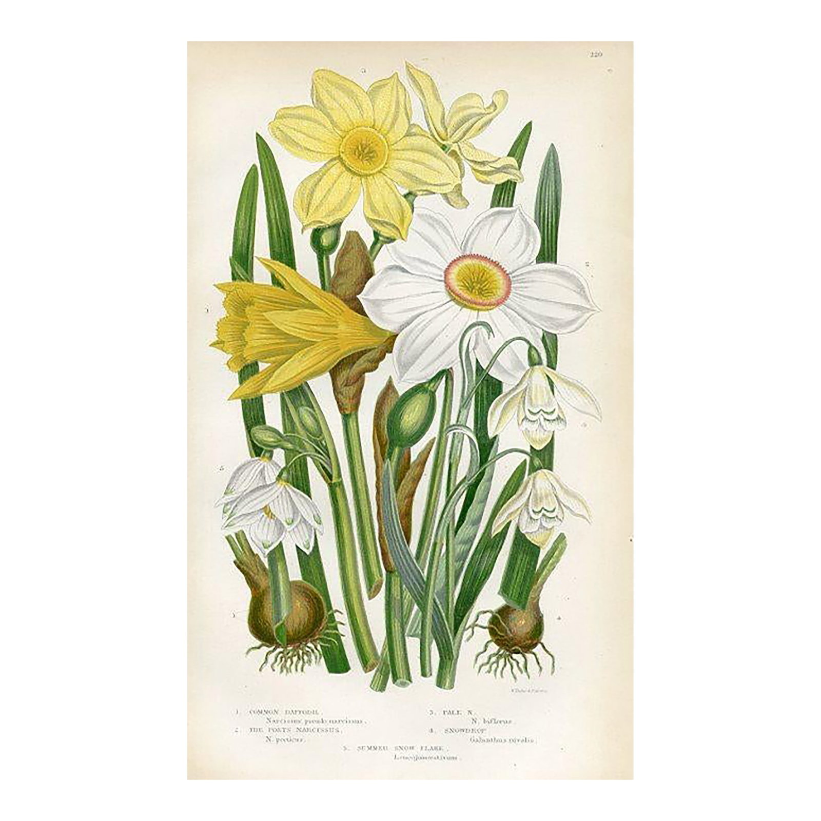 1870s, Narcissus Botanical Print by Anne Pratt, Original Antique Botanical Print, Lithograph, Englan: Original antique botanical print from an 1870s folio of the flowering plants of Great Britain. Based on an illustration by the English artist Anne Pratt (1806-1893), one of the most successful women