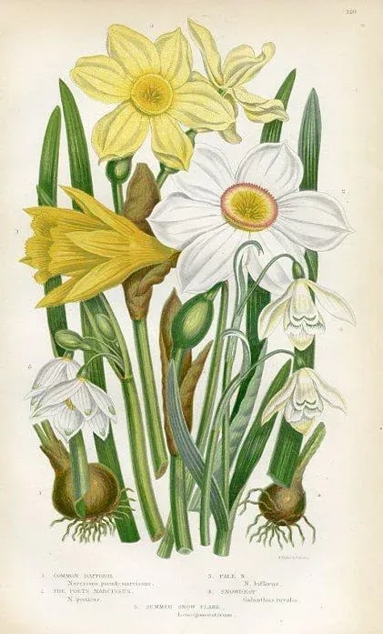 1870s, Narcissus Botanical Print by Anne Pratt, Original Antique Botanical Print, Lithograph, Englan - 2