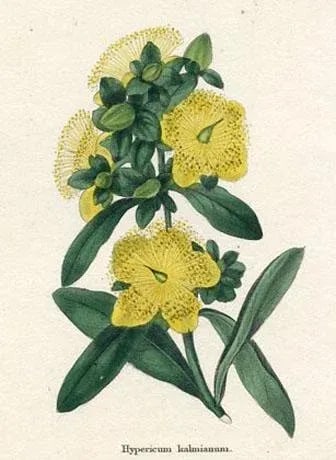 1829, St. Johns Wort Botanical Print, the Botanic Garden, Original Antique Botanical Print, Engravin - 2
