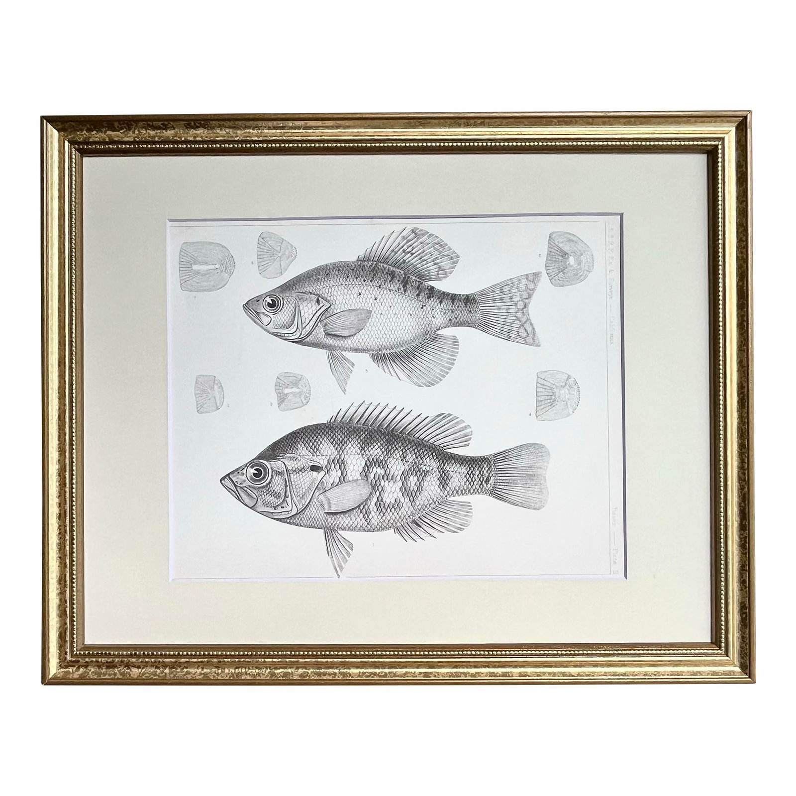 Antique Lithograph of California Perch Fish C. 1860: Original Antique fish lithograph of the California Perch. Produced by The Pacific Railroad Surveys, published between 1855 and 1861, were the result of a massive effort to find the best route through