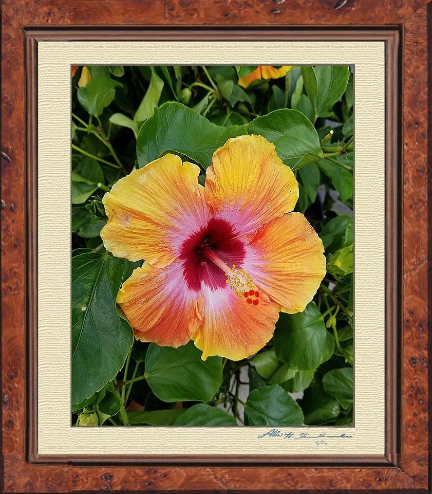 My Magneficent Hibiscus Flower: Beautiful shot of Hawaiian Hibiscus flower at full bloom offered In Walnut and Black Frame Limited Edition & Signed By Artist Abbas Shirmohammadi Available in Black or Walnut Frame. Please at the Time