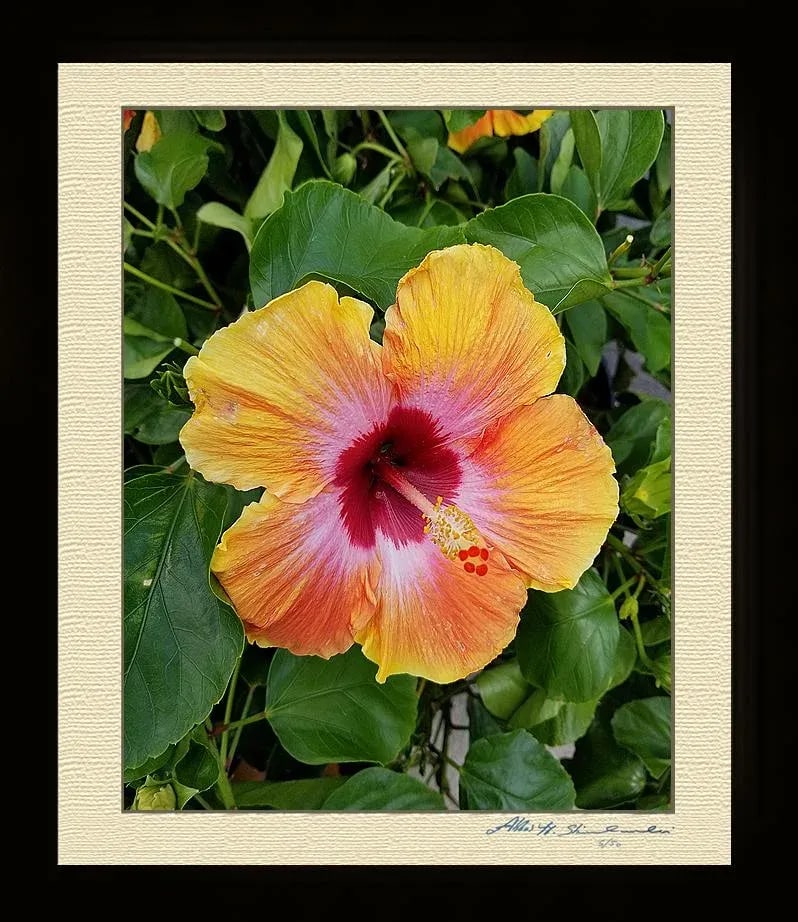 My Magneficent Hibiscus Flower - 2