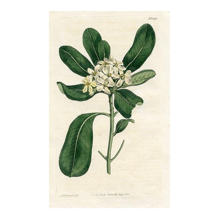 1811, Mock Orange Botanical Print, Curtis's Botanical Magazine, Original Antique Botanical Print, En: Original early-1800s hand-colored botanical print published in "Curtis's Botanical Magazine", the oldest and longest published of the British botanical journals. Shown is the Mock Orange. Year: 1811 C