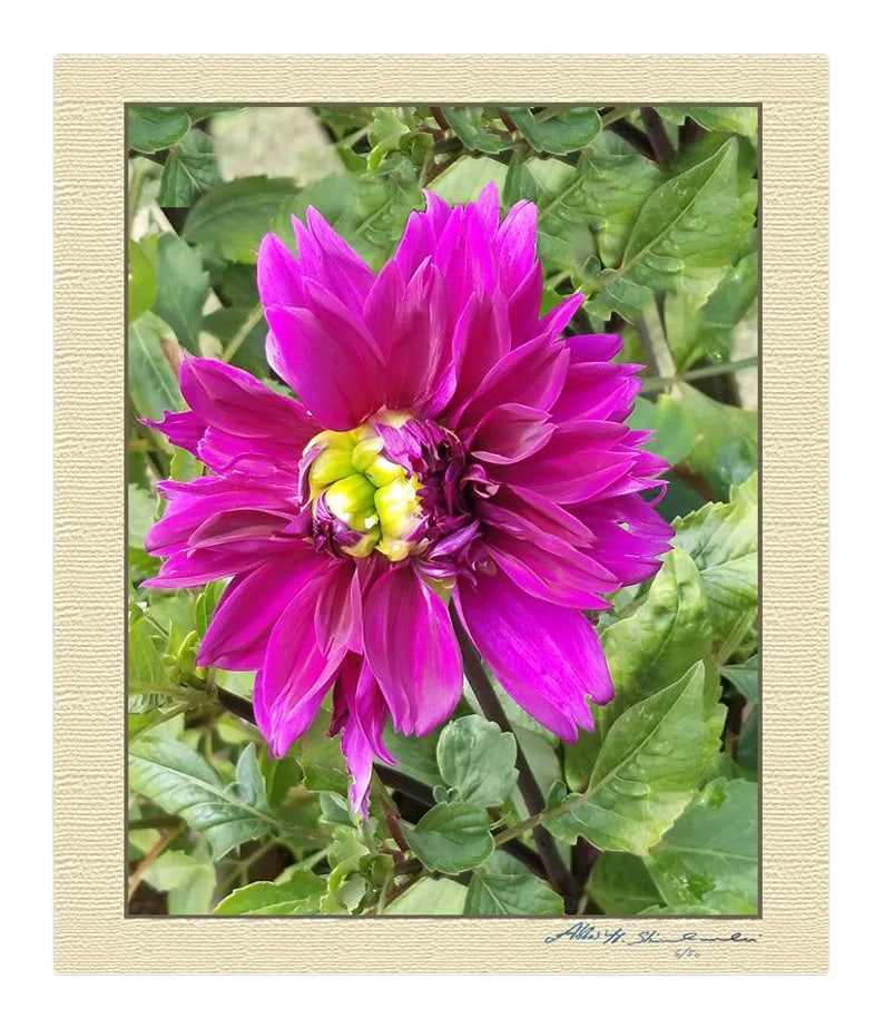The Pink Dhalia: Beautiful photo Of The mesmerizing Dahlia flower In Summer offered in Walnut and Black Frame Limited Edition & Signed By Artist Abbas Shirmohammadi Available in black or walnut Frame. Please at the Ti