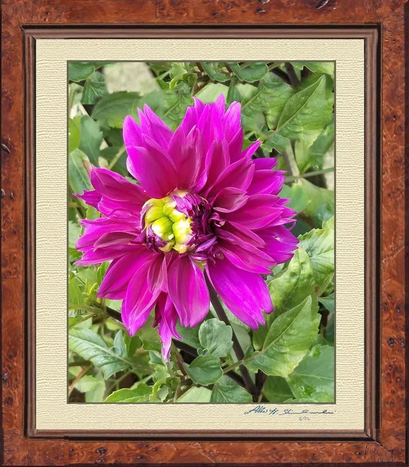 The Pink Dhalia - 2