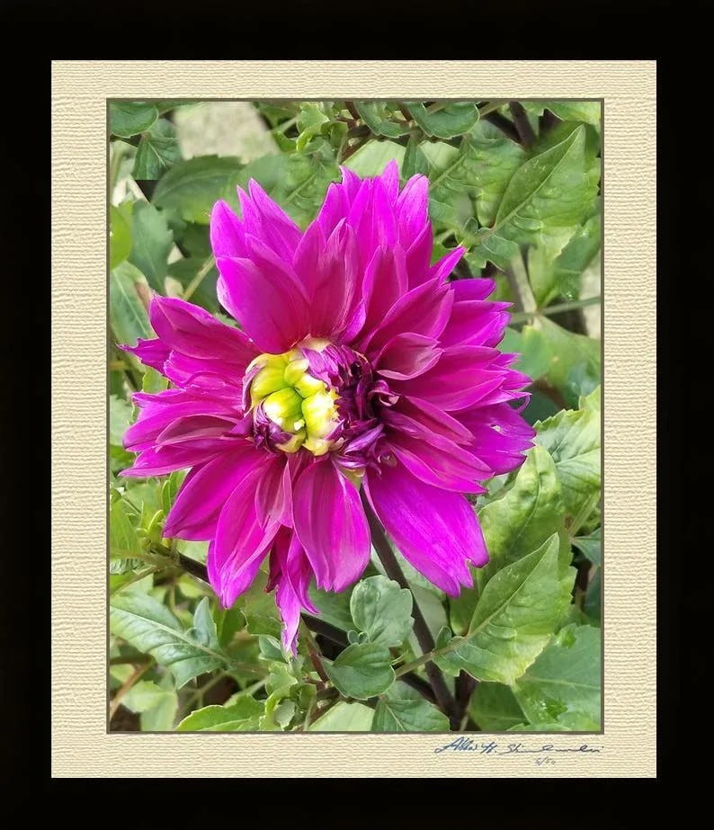 The Pink Dhalia - 3