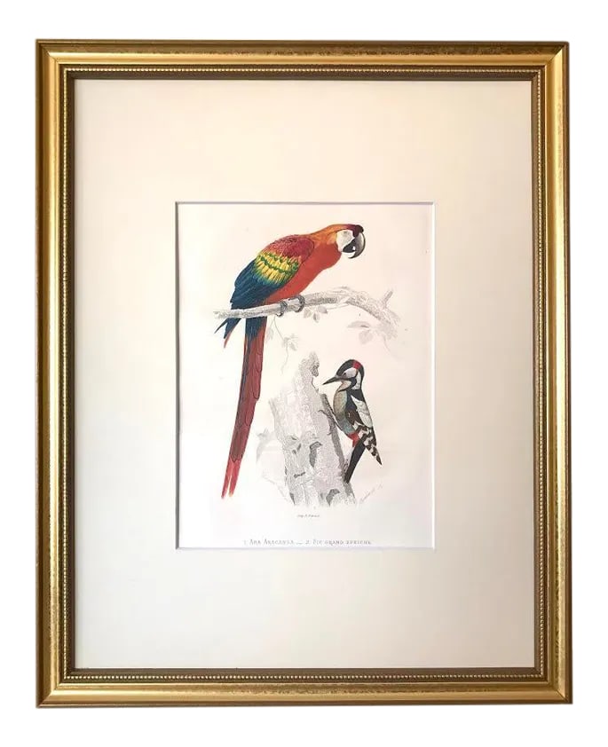 Antique French Hand Colored Engraving of a Parrot and Woodpecker Buffon Paris 1825 (1 of 6)