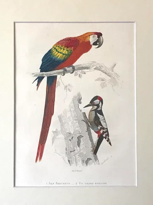 Antique French Hand Colored Engraving of a Parrot and Woodpecker Buffon Paris 1825 - 2