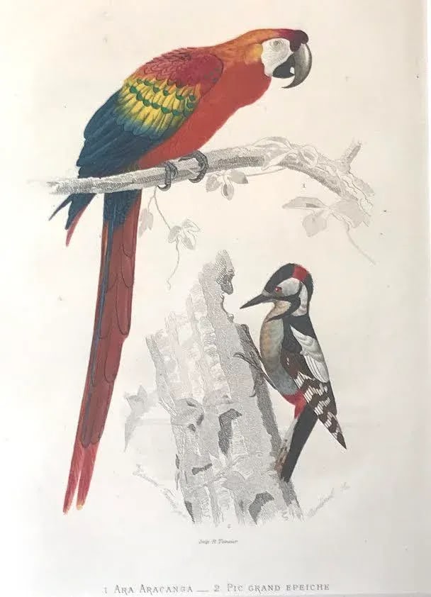 Antique French Hand Colored Engraving of a Parrot and Woodpecker Buffon Paris 1825 - 3